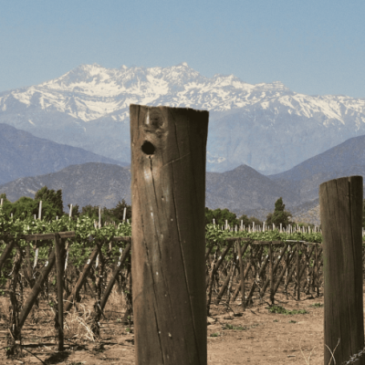 Vineyard in Santiago with Andes Mountains